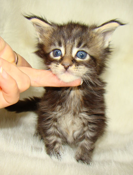     Catsvill County!   !    !       !!!    Catsvill County +7-926-544-74-09     .   ,   ,   ,    ,   ,  ,     ,   -,    ,   !